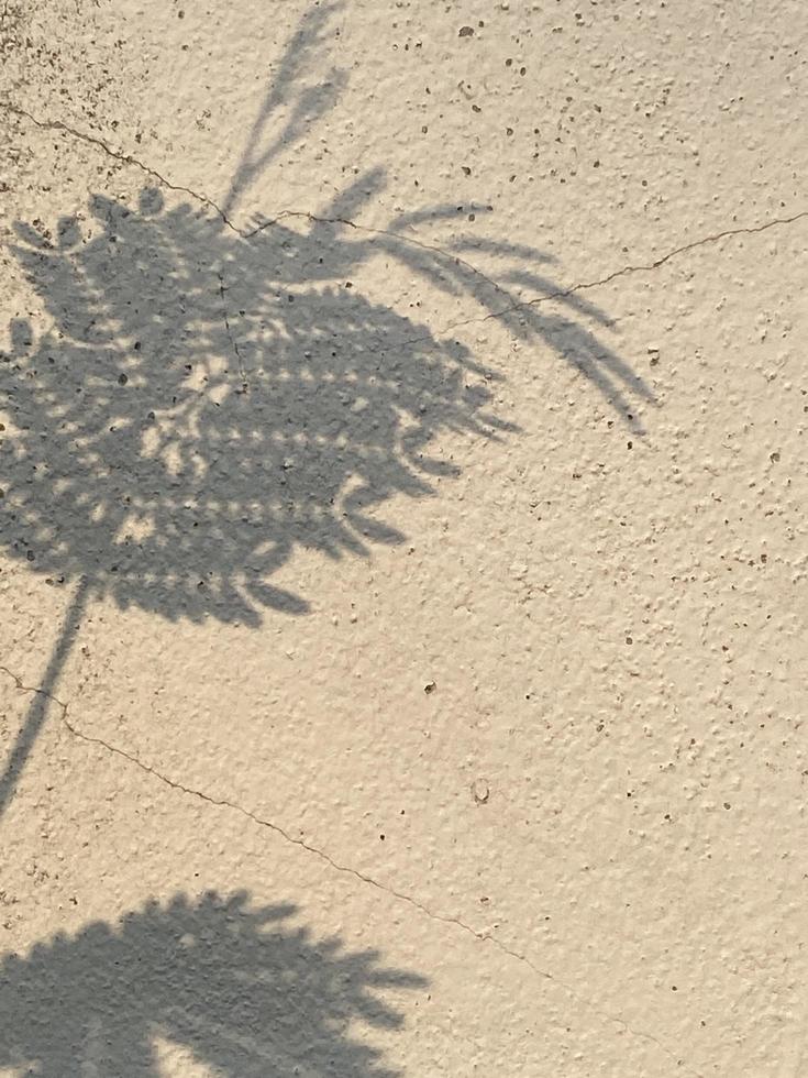 Leaves shadow background on concrete wall texture, leaves tree branches shade photo