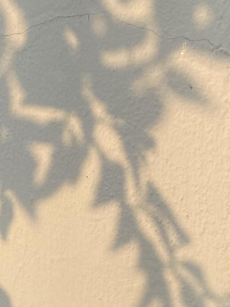 Leaves shadow background on concrete wall texture, leaves tree branches shade photo