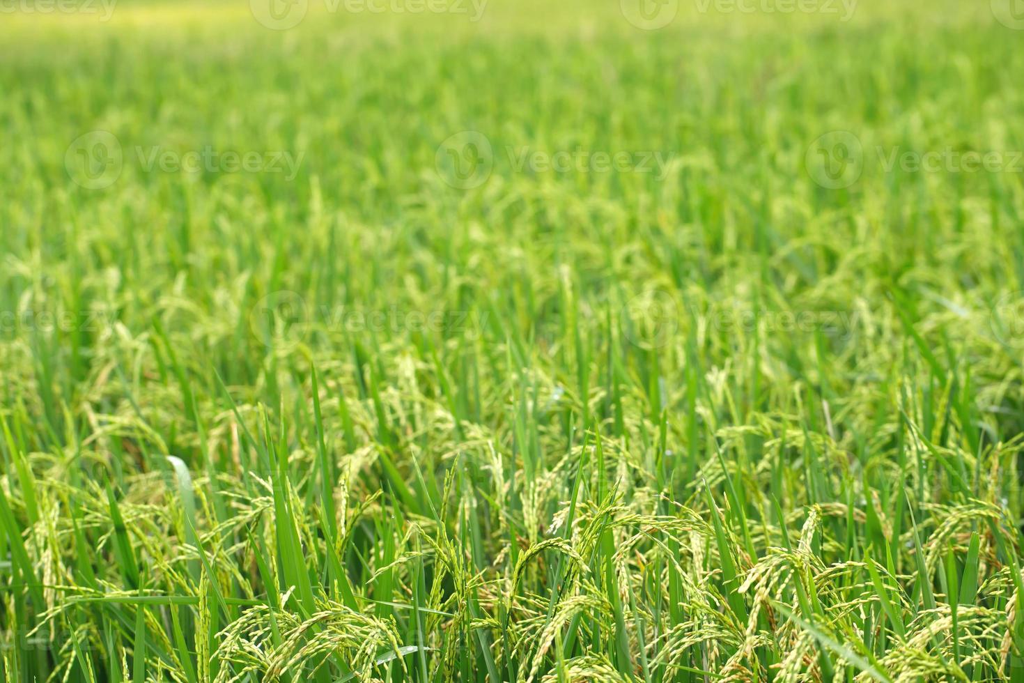 green rice field background close up beautiful yellow rice fields soft