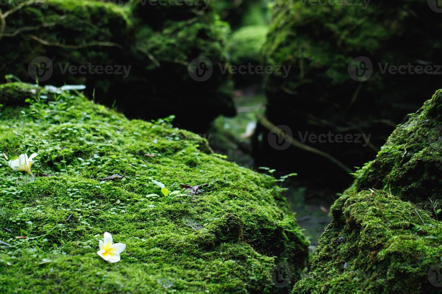 Dark Green Moss Grows On The Stones, Nature Stock Footage ft. dark & flora  - Envato Elements