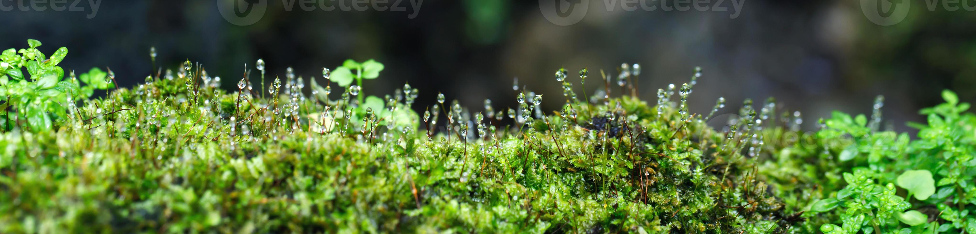 Beautiful Bright Green moss grown up cover the rough stones and on the floor in the forest. Show with macro view. Rocks full of the moss texture in nature for wallpaper. soft focus. photo