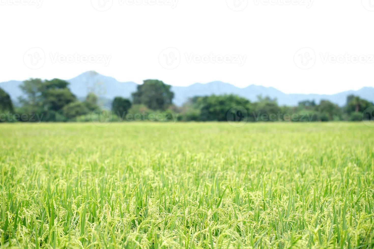 green rice field background close up beautiful yellow rice fields soft focus photo