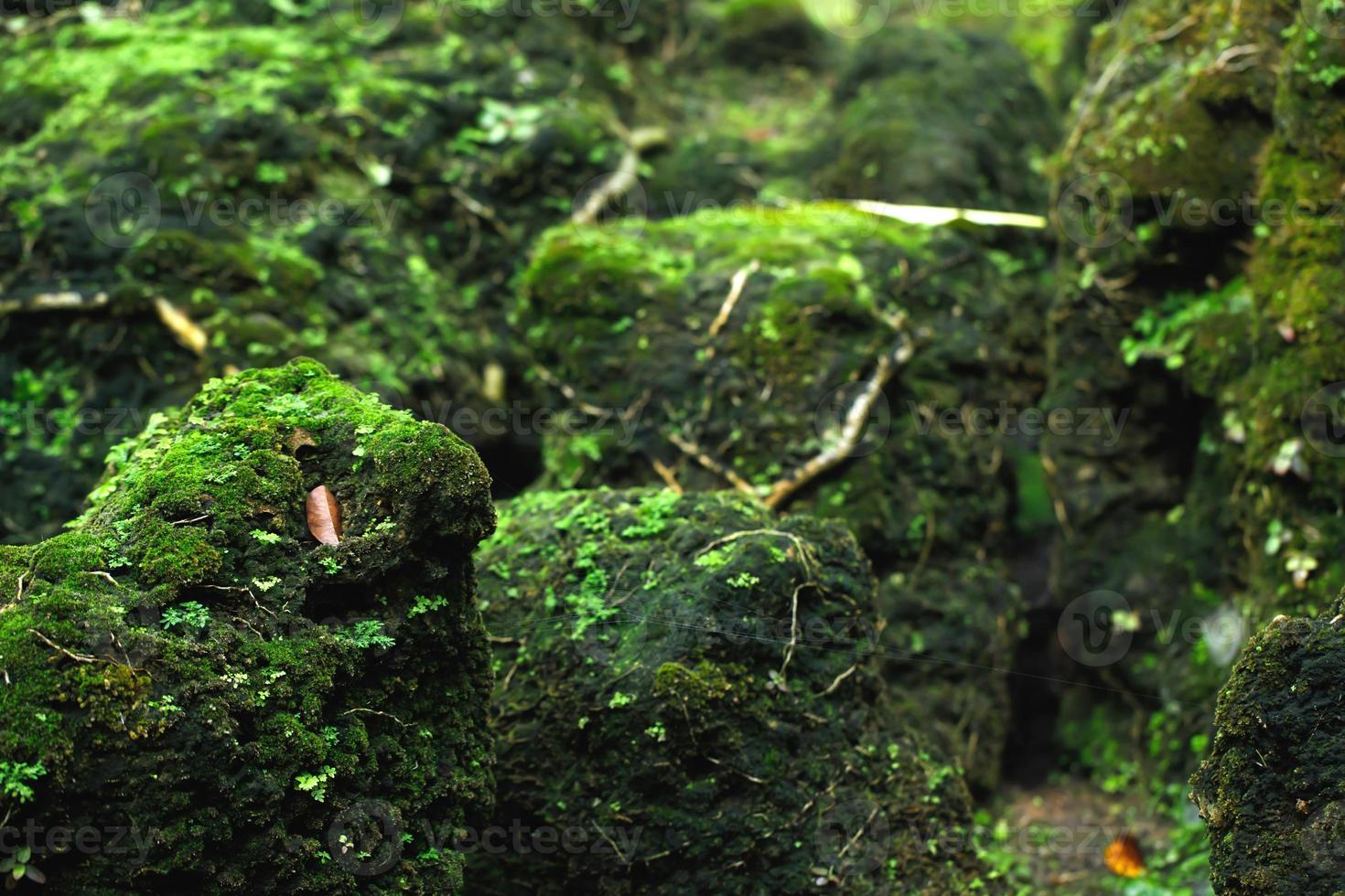 hermoso musgo verde brillante crecido cubre las piedras ásperas y en el suelo del bosque. mostrar con vista macro. rocas llenas de textura de musgo en la naturaleza para papel tapiz. enfoque suave. foto