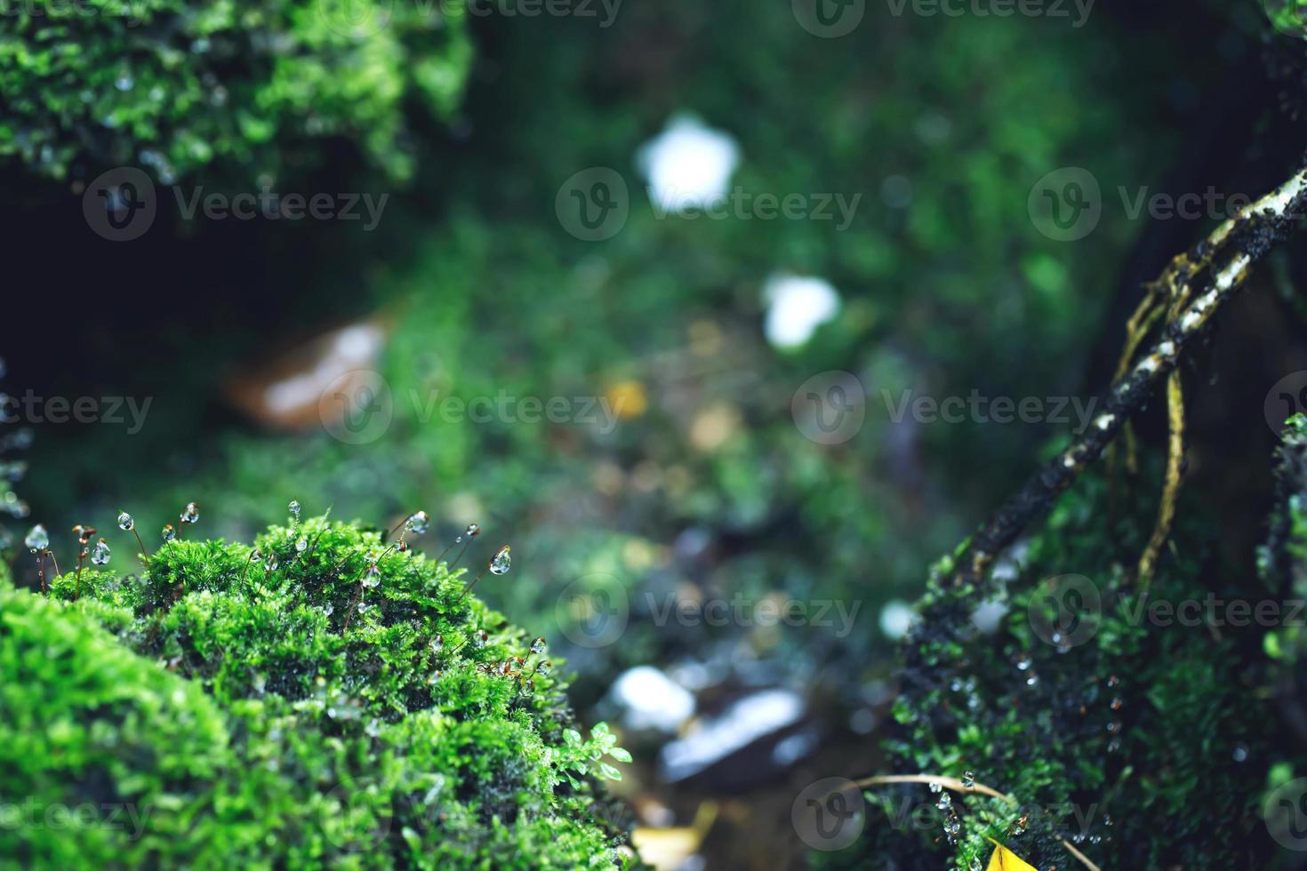 Beautiful Bright Green moss grown up cover the rough stones and on the floor in the forest. Show with macro view. Rocks full of the moss texture in nature for wallpaper. soft focus. photo