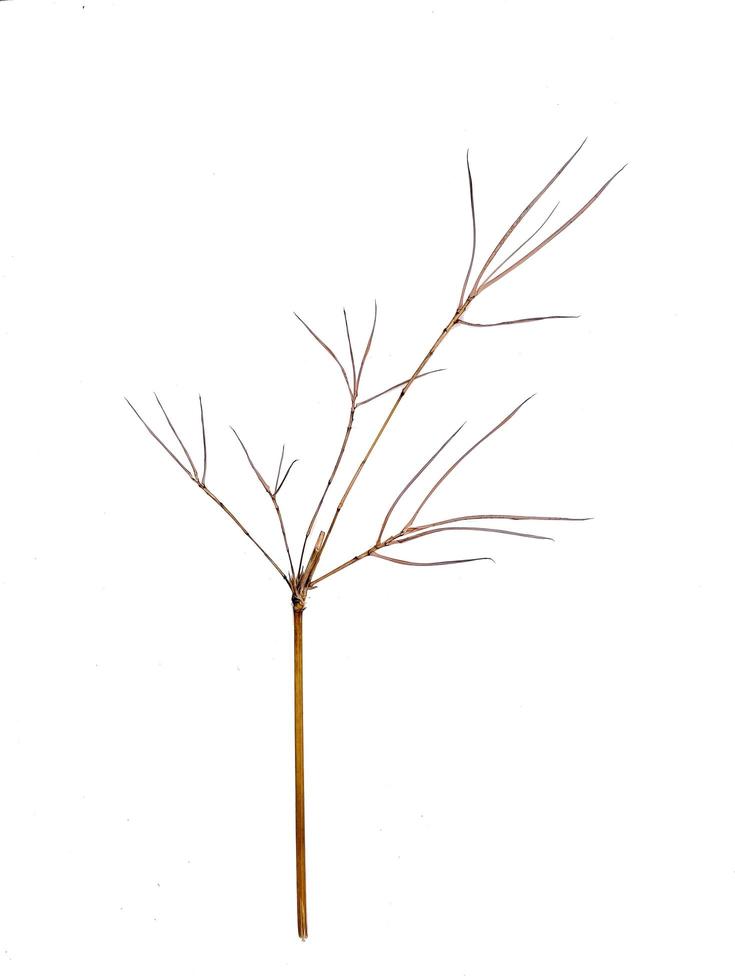 dry bamboo shoots isolated in white background photo