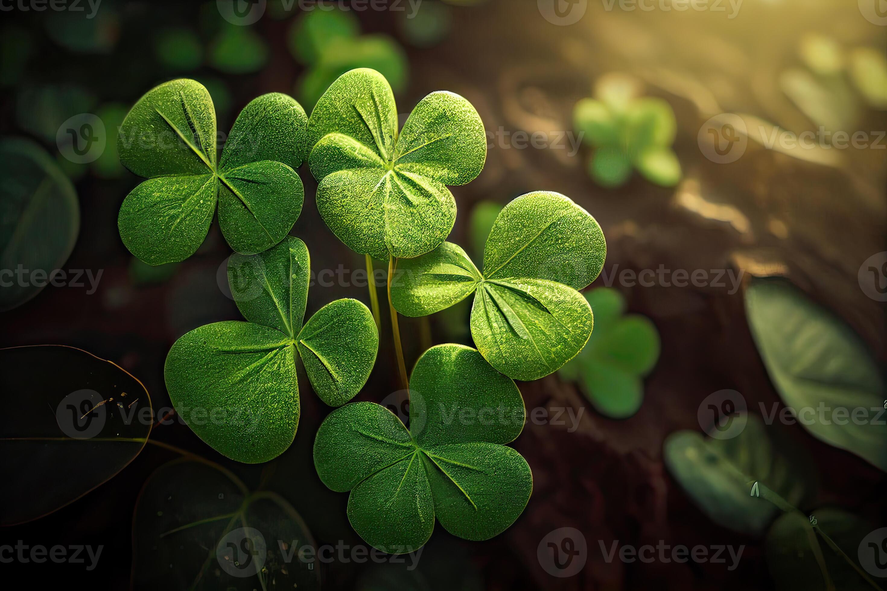 Fourleaf clovers in grass against blurred natural background. green