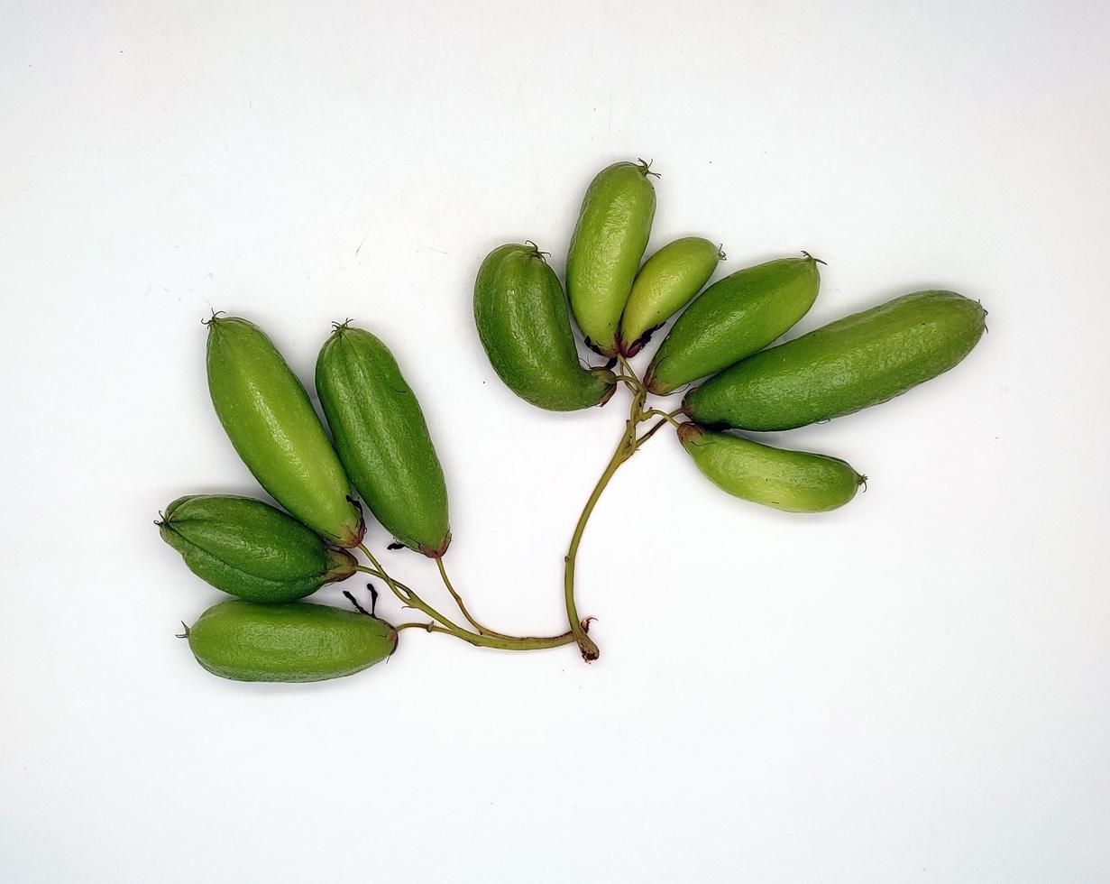 Bilimbi fruit or Bilimbing or Averrhoa bilimbi Linn isolated on white background photo