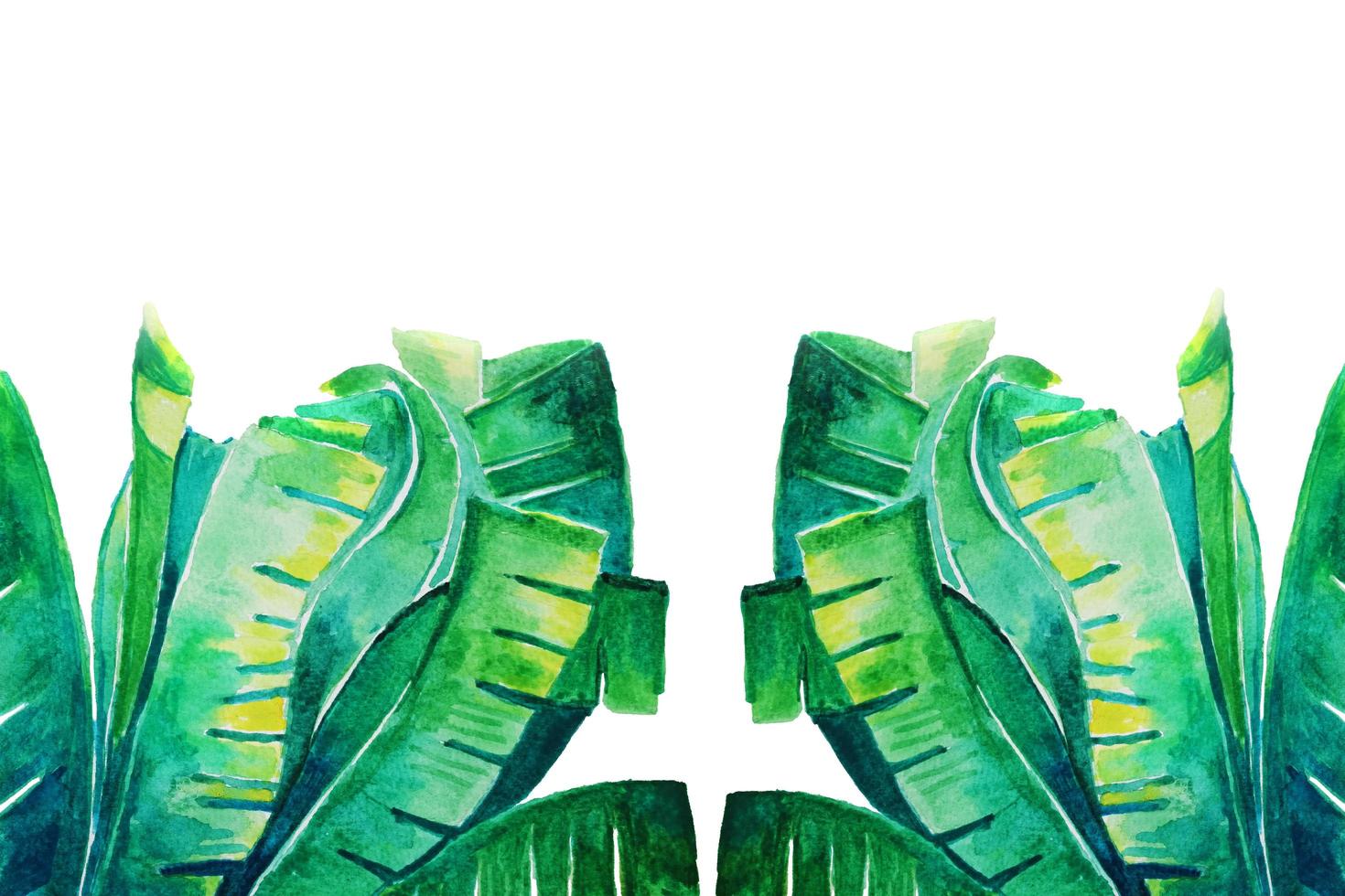 Banana green leaves Watercolor hand painting on white paper Background photo