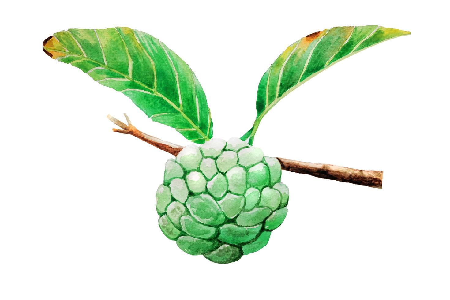 Fresh Custard Apple with green leave branch Watercolor hand drawing and painting illustration isolated on white  paper Background. photo