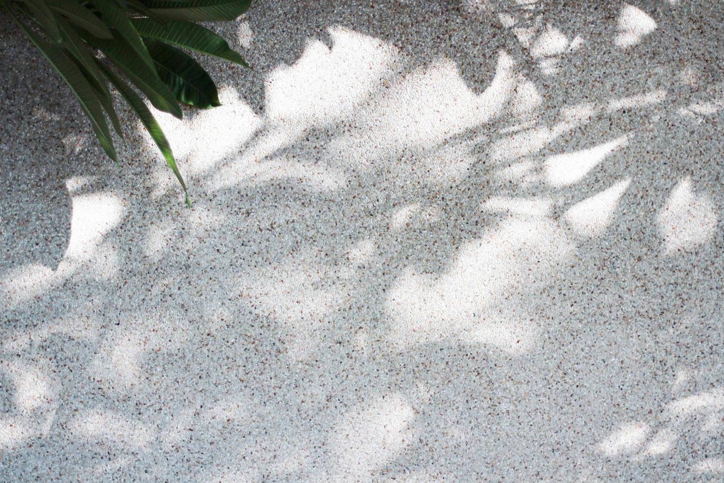 Abstract sunlight and shadow of tree branch on the grunge of concrete wall photo