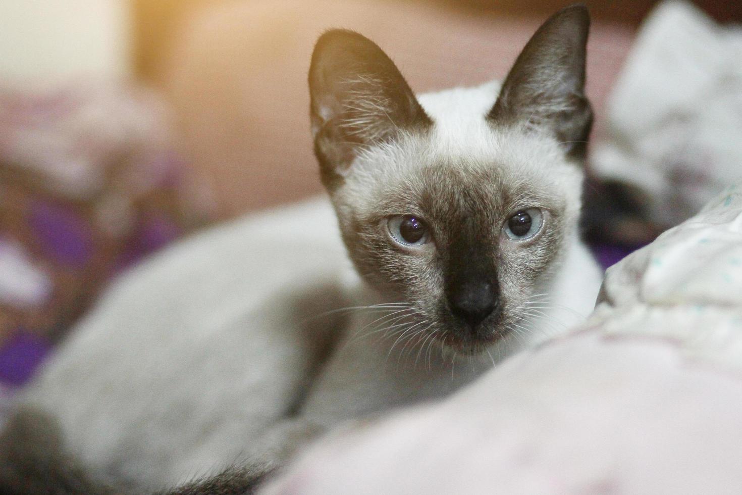 Siamese cat sitting and enjoy on colorful Cushions photo