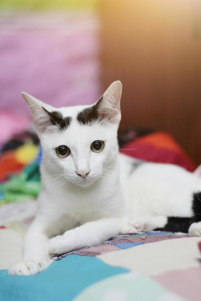 Kitten White cat sitting and enjoy on colorful Cushions with sunlight photo