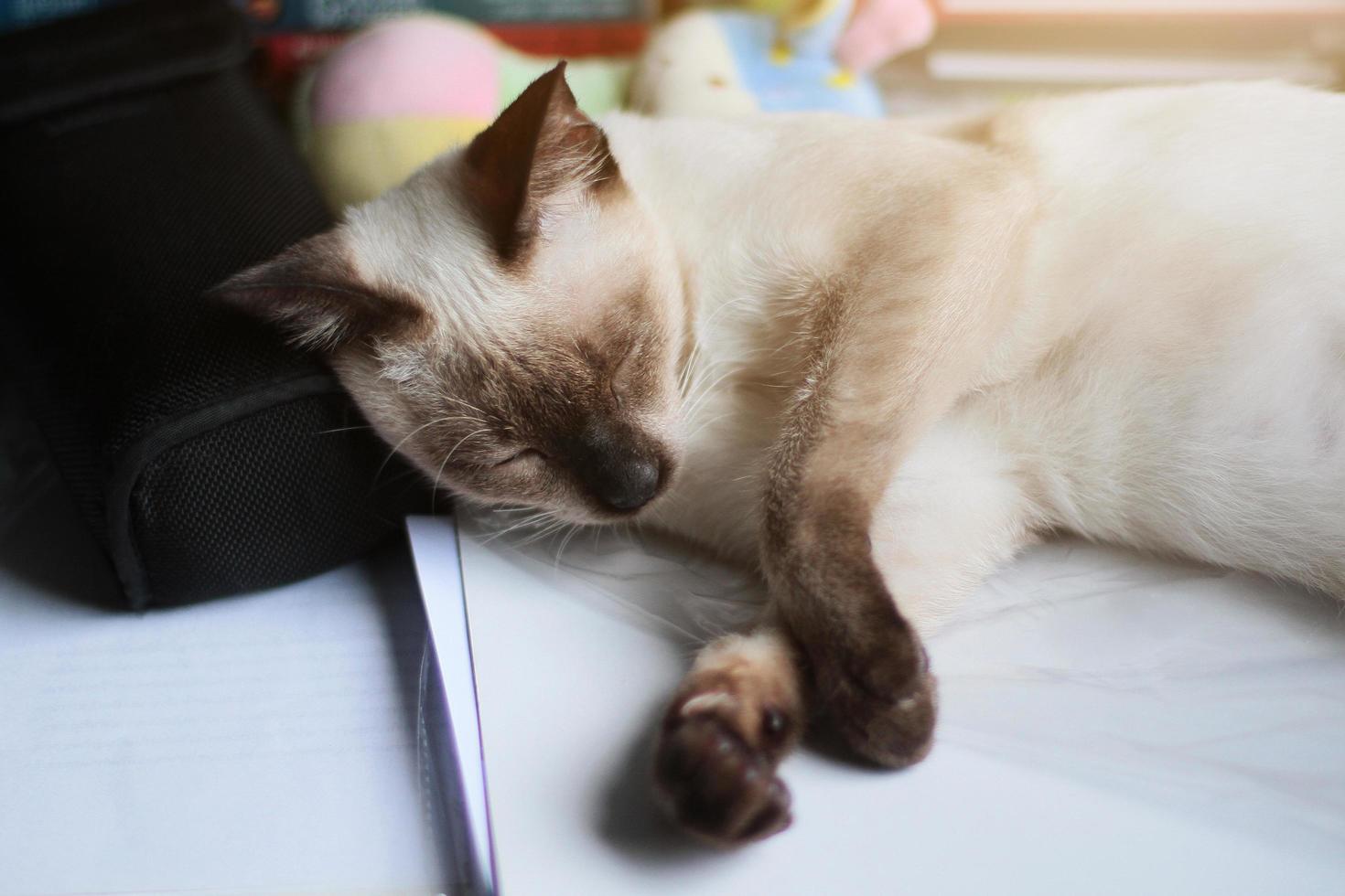 Siamese Cat relax and sleeping on the table near window with sunlight. photo