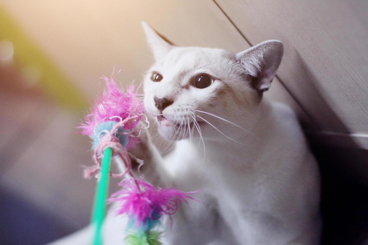 Kitten White cat playing and enjoy with the toys photo