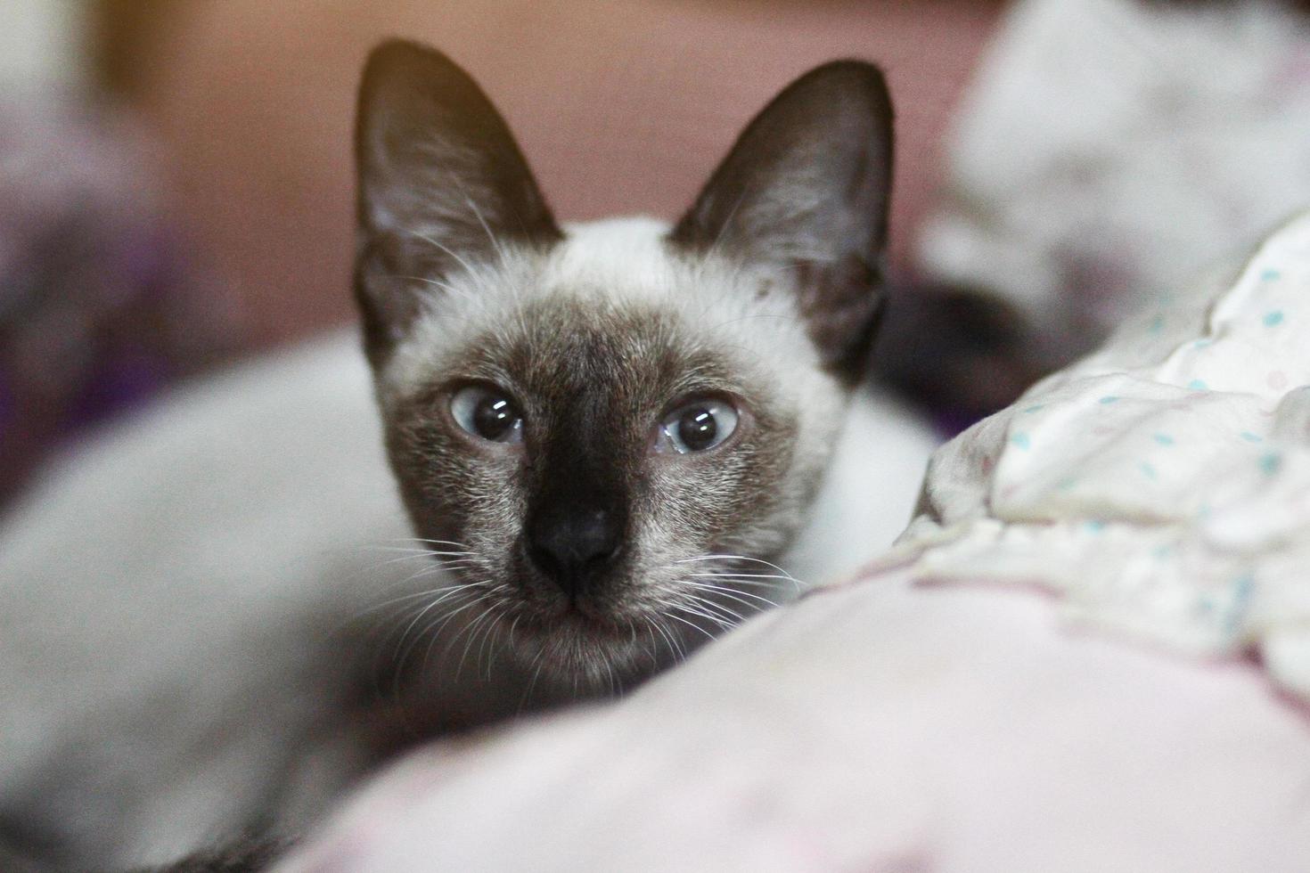 Siamese cat sitting and enjoy on colorful Cushions photo