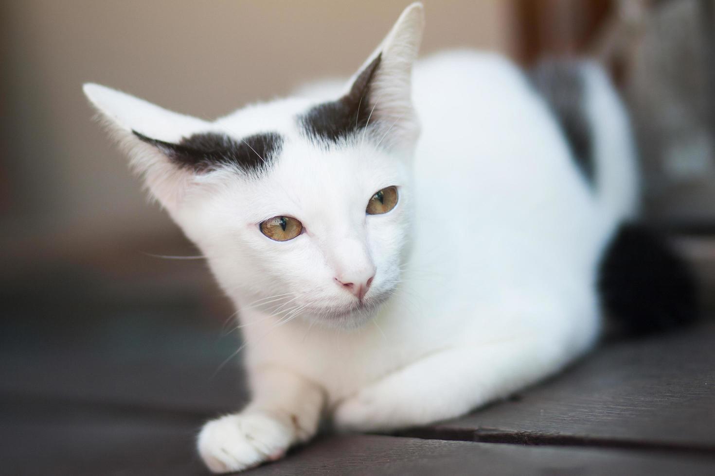 gatito blanco gato sentado y disfrutar en madera terraza con luz de sol foto