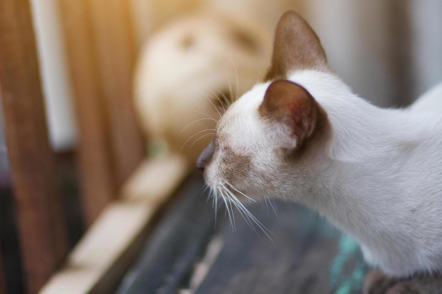 Kitten Siamesecat sitting and enjoy on wood terrace with sunlight photo