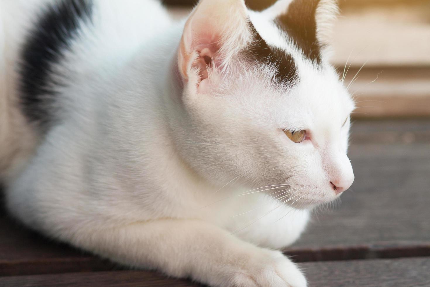 gatito blanco gato sentado y disfrutar en madera terraza con luz de sol foto