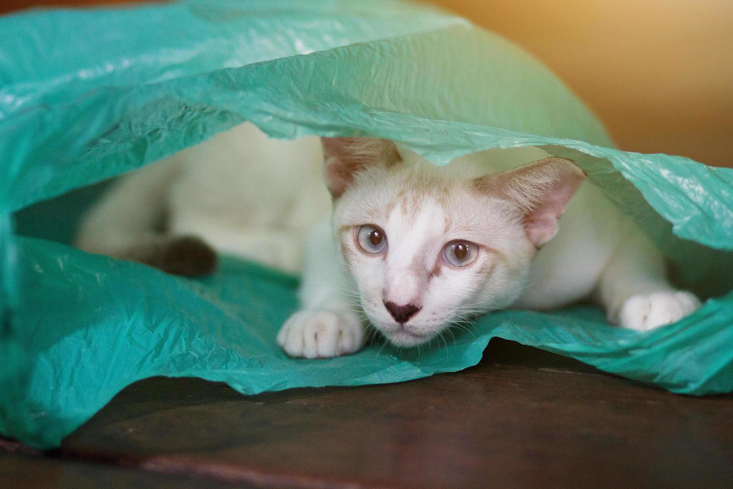 Siamcat playing in green clear plastic bag photo