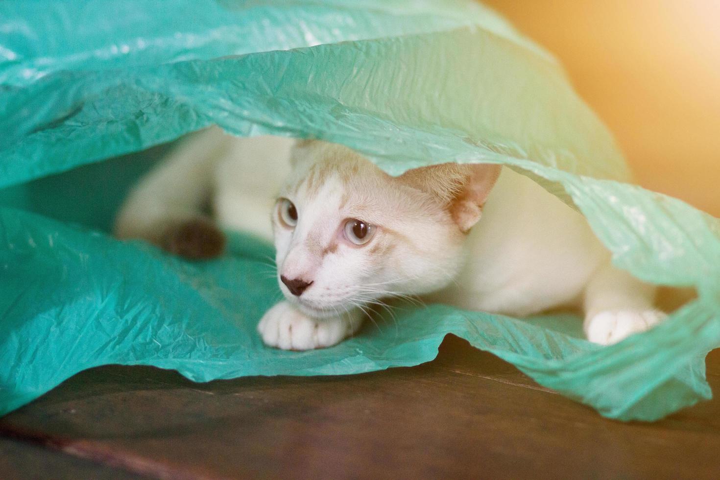 Siamcat playing in green clear plastic bag photo