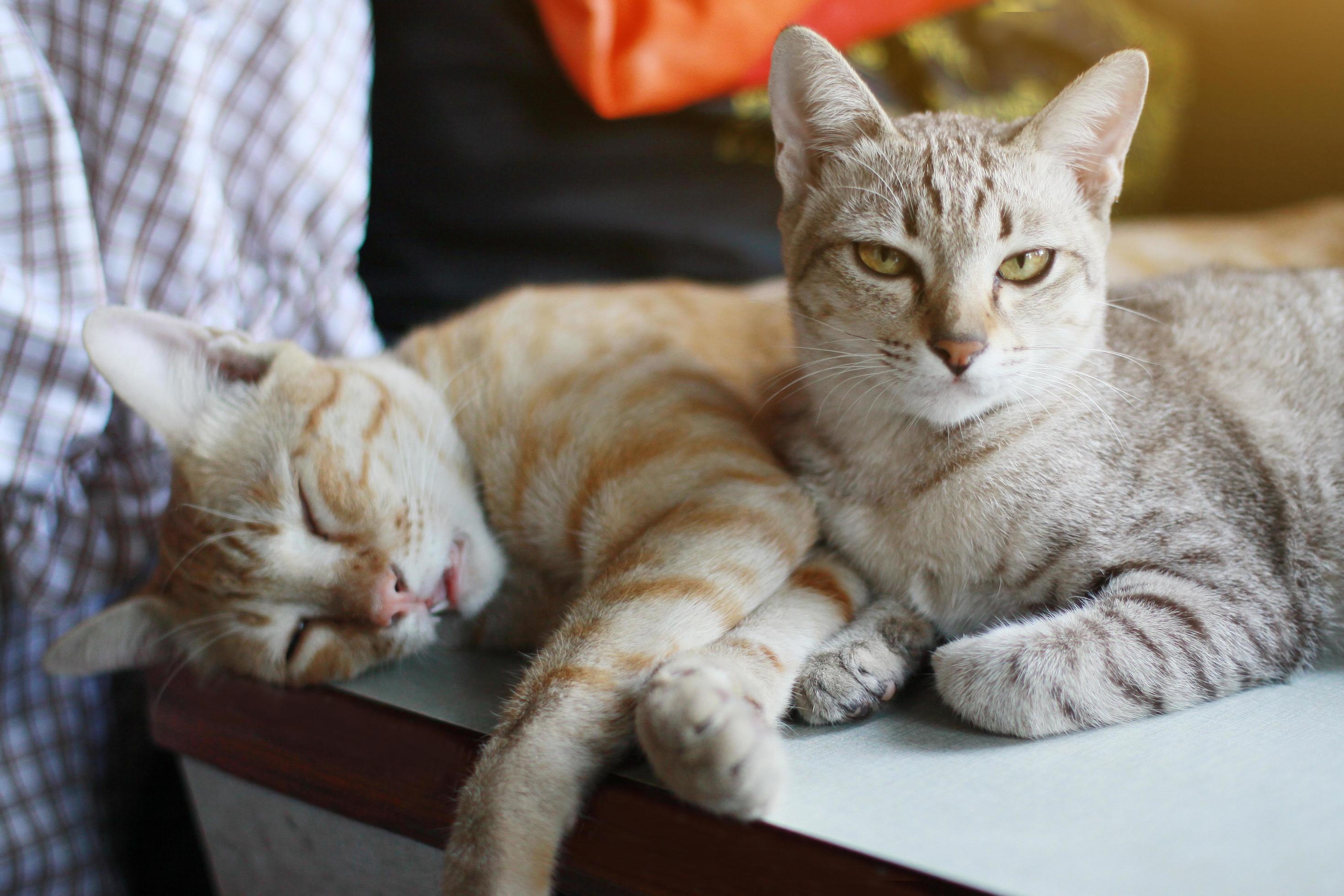 Grey Striped Cat