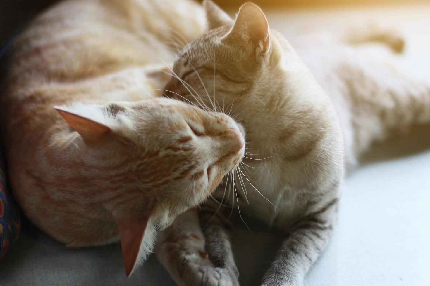 Cute orange cat and grey striped cat enjoy and sleeping on the table photo