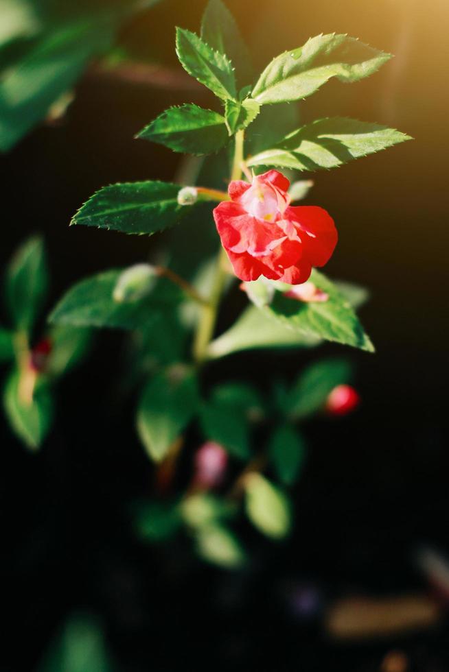 Beautiful red flowers with sunlight in nature background photo