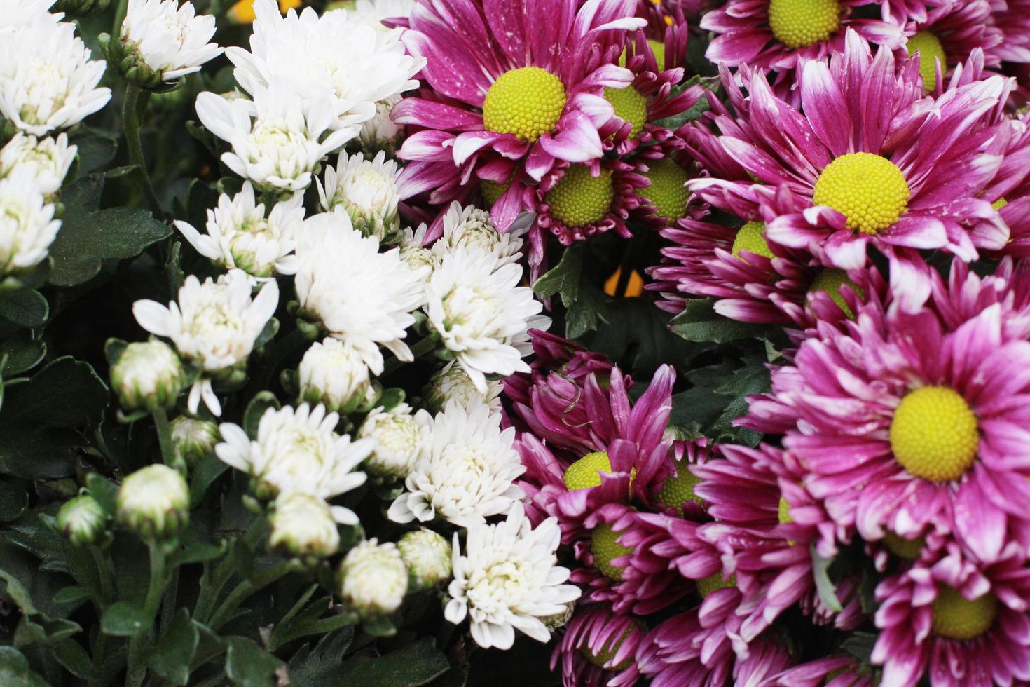 Blooming pink and white Chrysanthemum flowers background photo