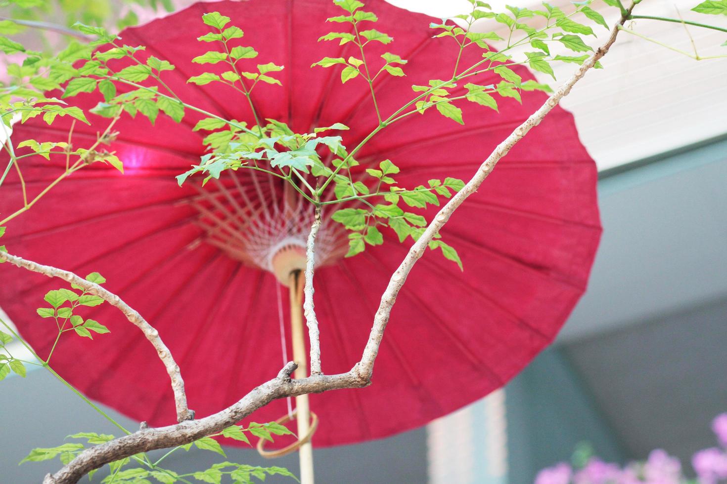 Handmade ancient umbrella in the north of Thailand, Lanna umbrella made from paper decorate in garden. photo