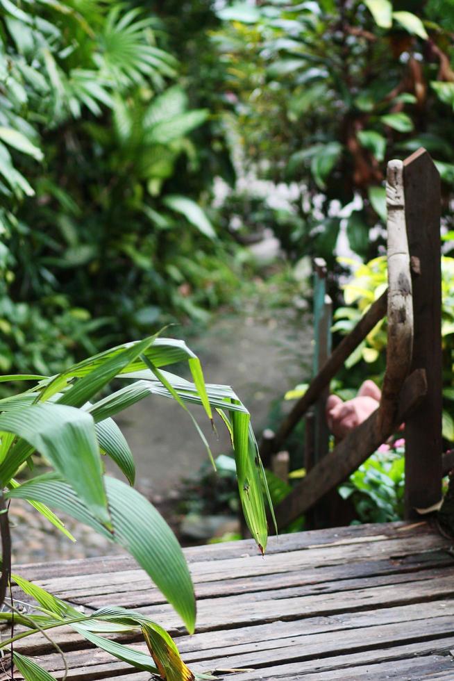 Flowers and plant in tropical garden. photo