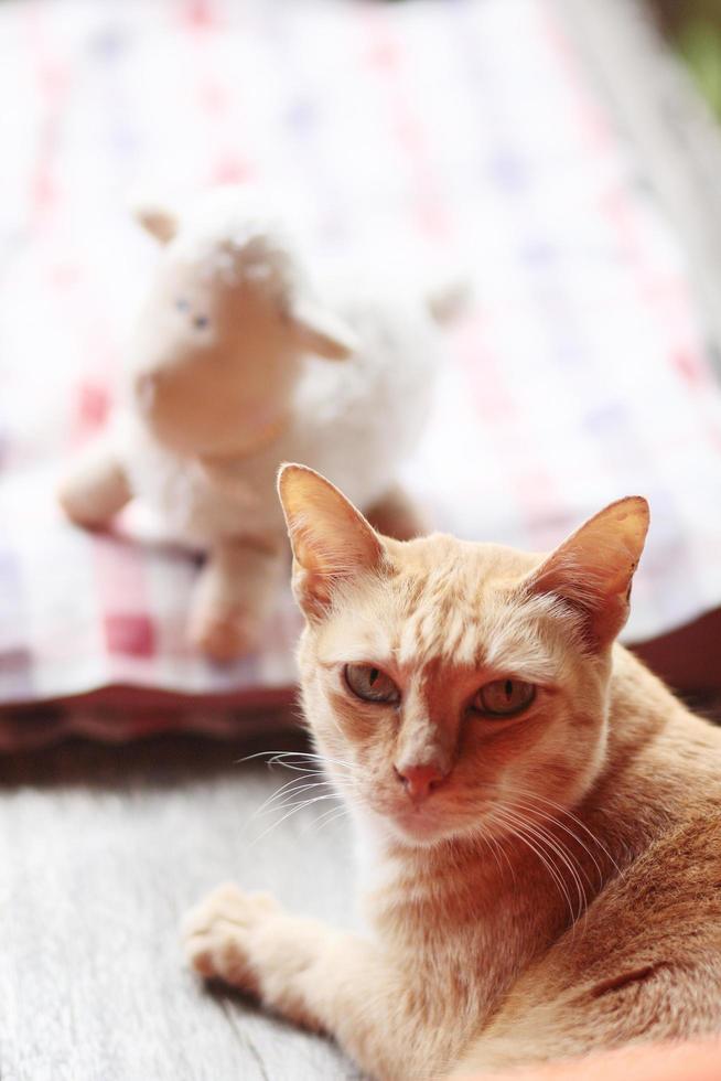 Orange cat playing with sheep doll on the table with sunlight photo