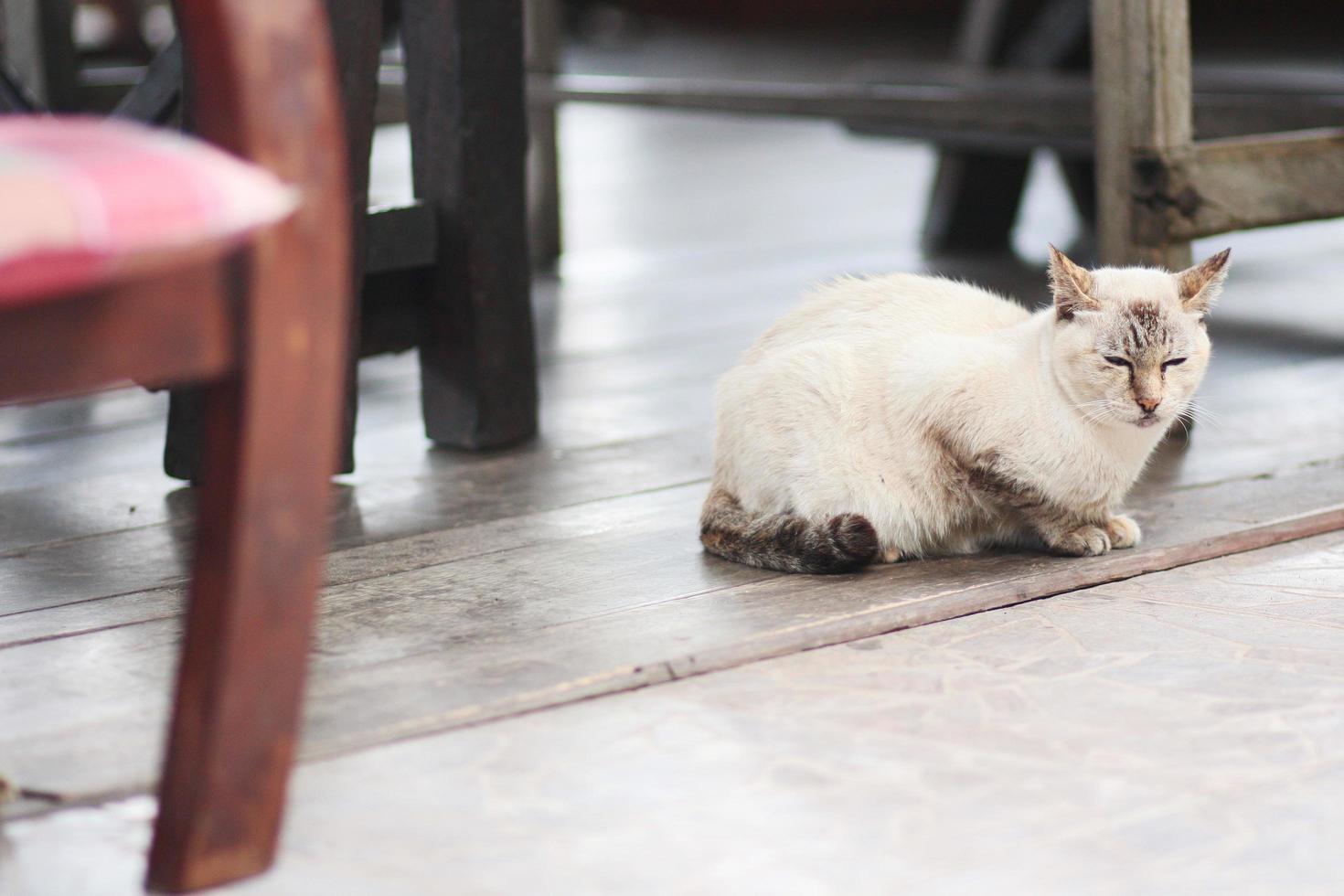 Grey striped cat enjoy and sitting on wood floor. photo