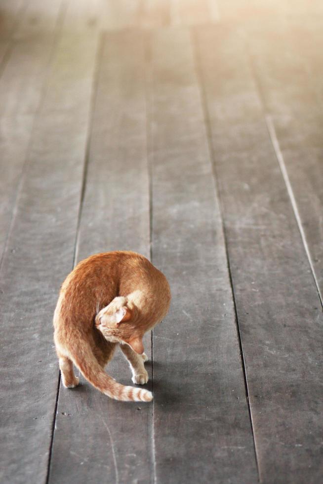 Orange cat relax on wood floor with sunlight photo