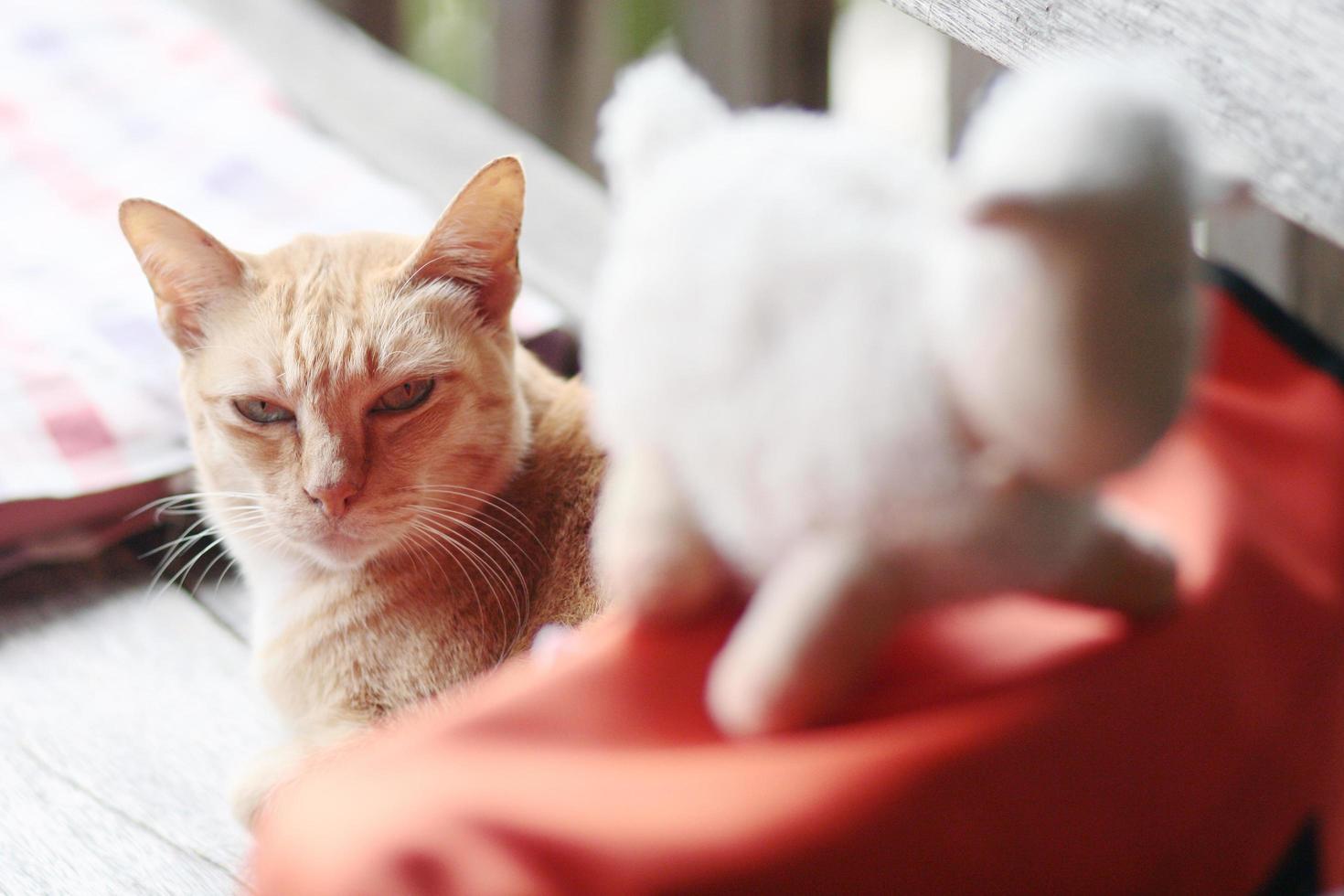 Orange cat playing with sheep doll on the table with sunlight photo