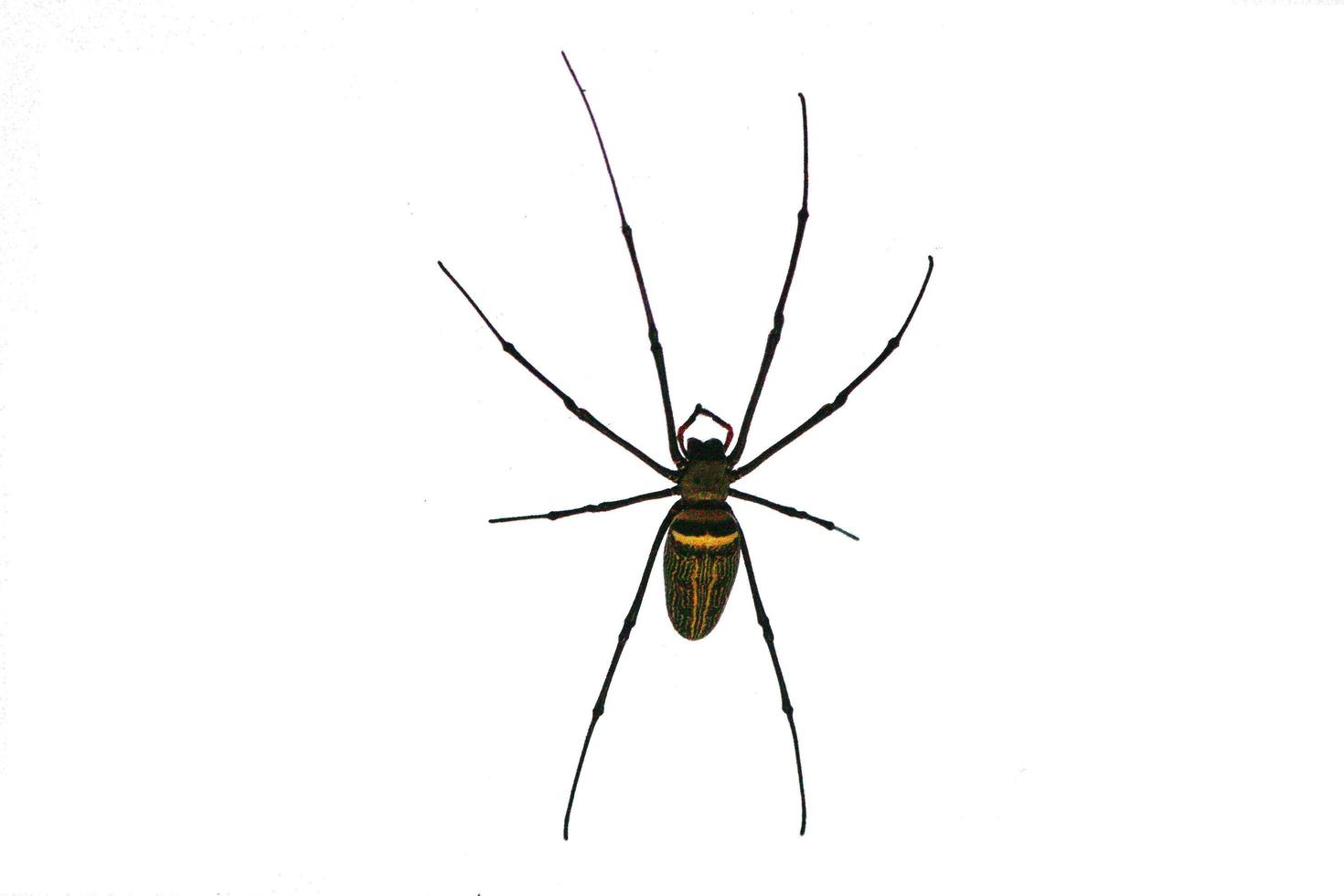Spider on isolated white background.Argiope bruennichi spider photo