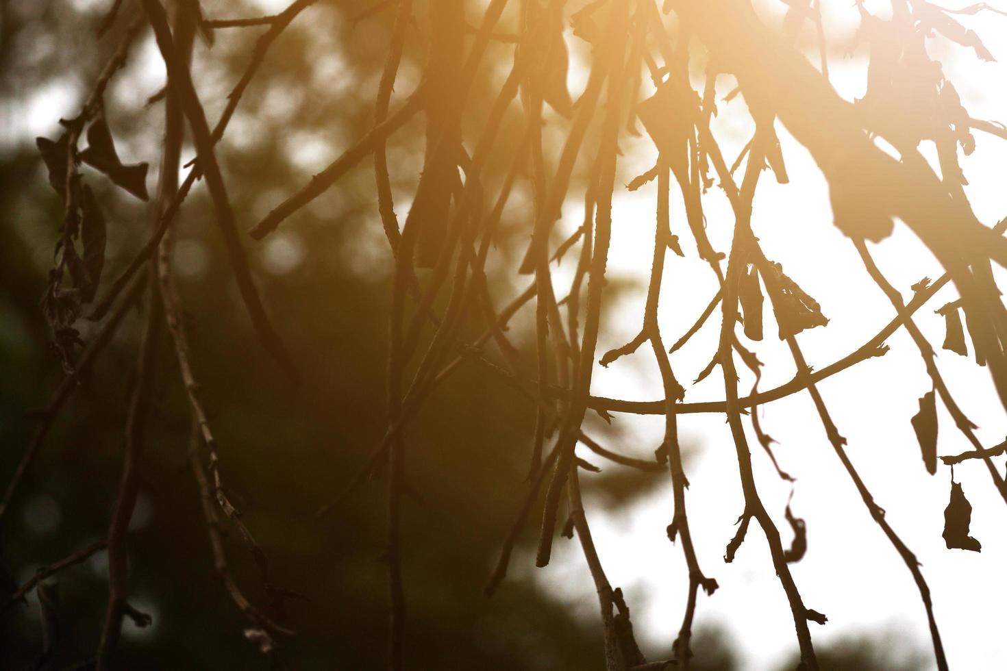 Beautiful Sun light Splashed on dry tree branches in forest. photo