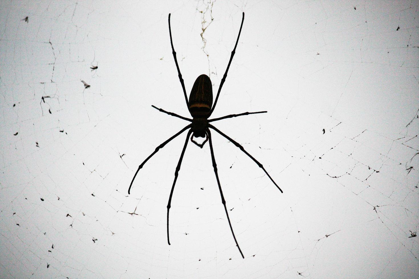 Spider on spider web with natural green background.Argiope bruennichi spider photo