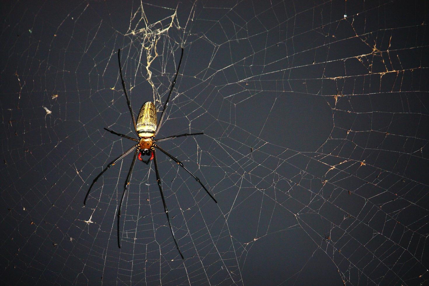 Spider on spider web with natural green background.Argiope bruennichi spider photo