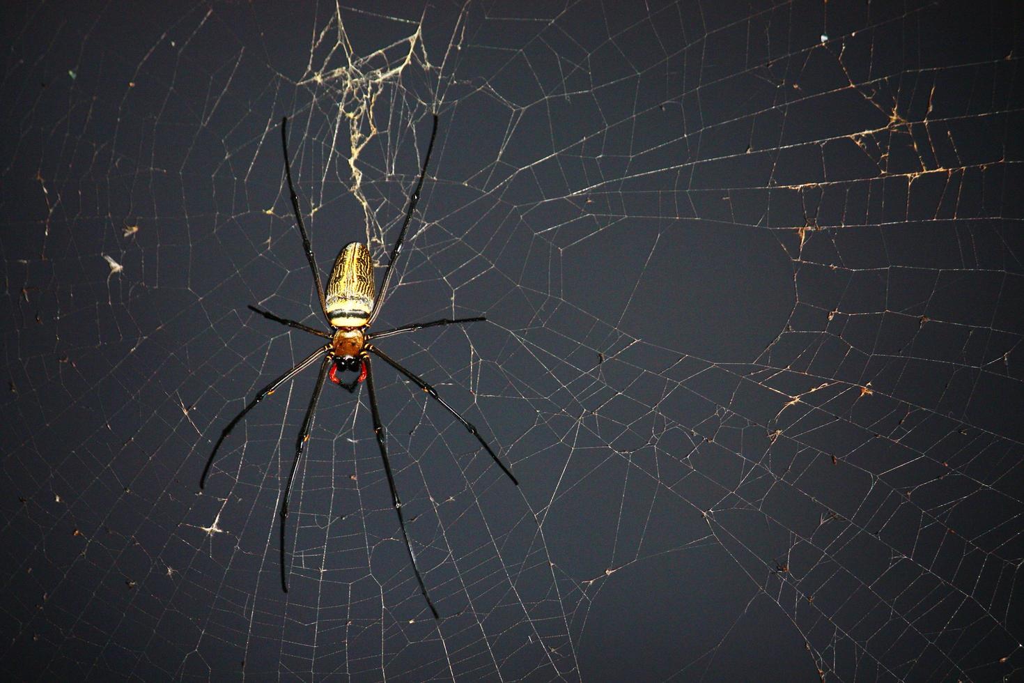 araña en araña web con natural verde fondo.argiope bruennichi araña foto