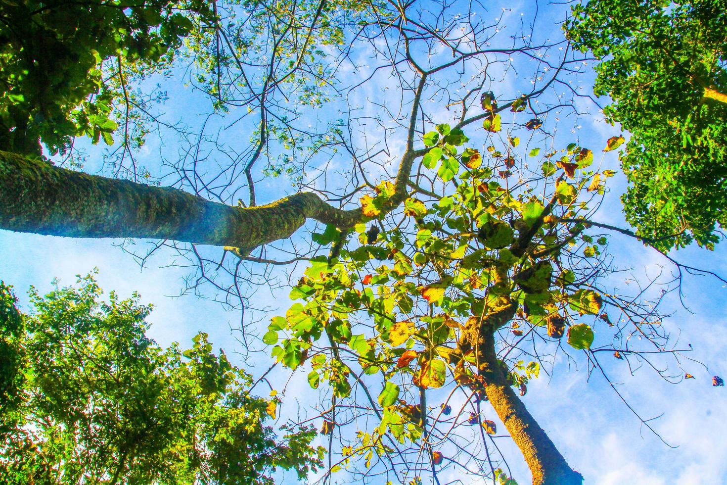 Green forest and jungle with blue sky on Mountain. photo