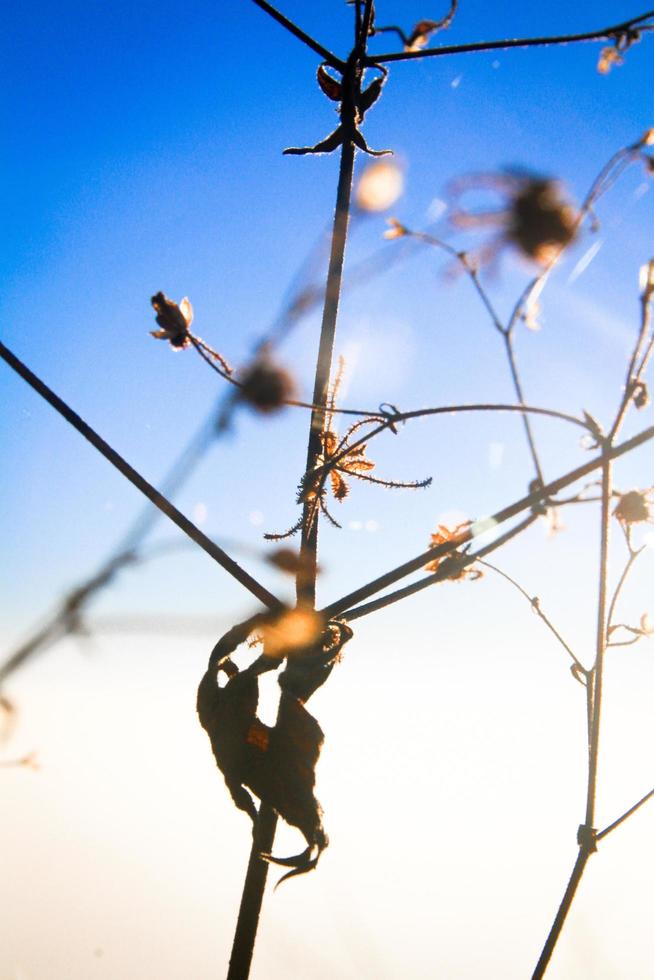 Silhouette golden light with blurred wild grass flowers in sunset blossom with blue sky in forest. photo