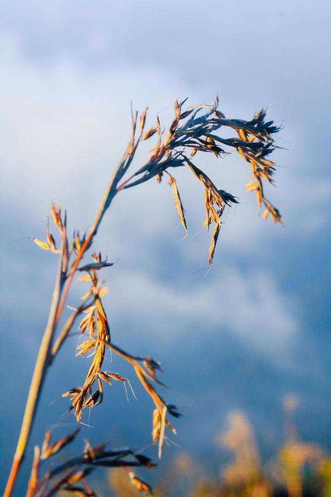 Silhouette golden light with blurred wild grass flowers in sunset blossom with bluesky in forest. photo