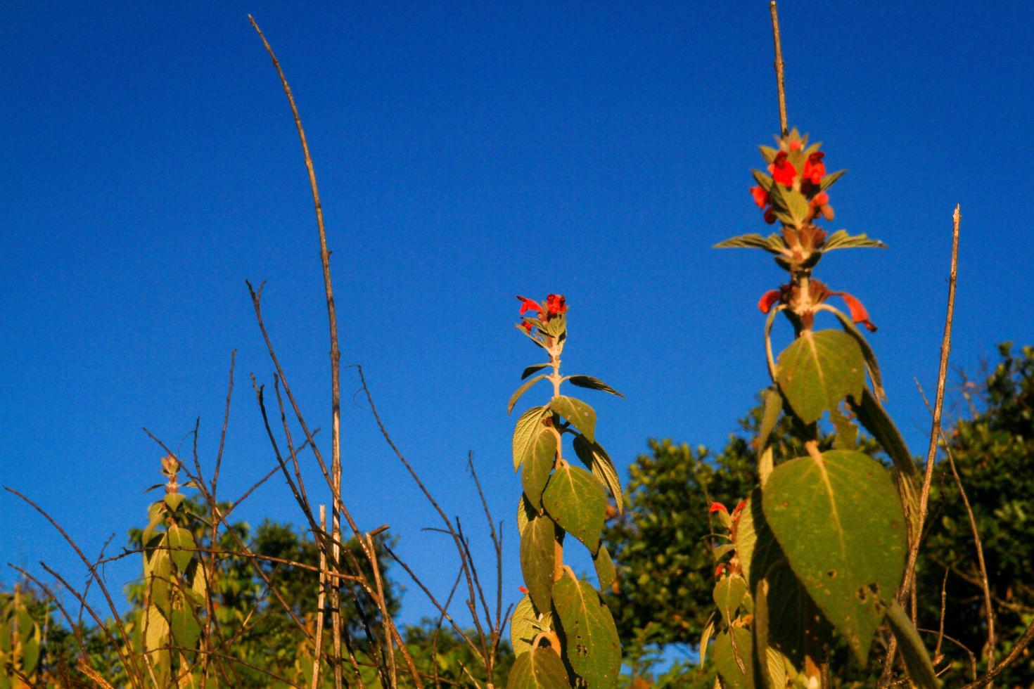 Colquhounia coccinea var. mollis is Wild flowers on the Chiang Dao mountain, Chiangmai at Thailand photo