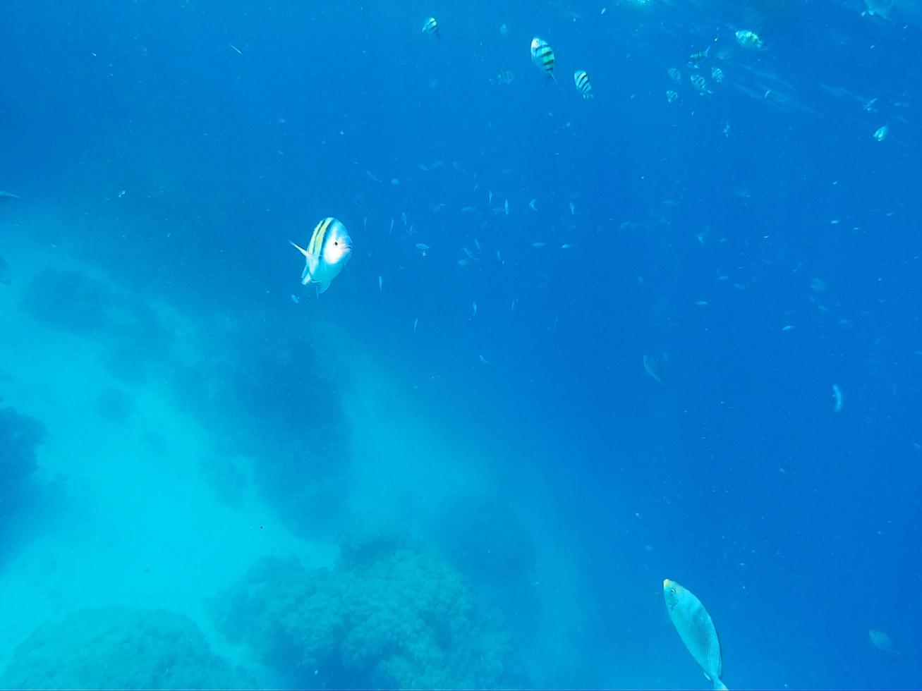 Beautiful Underwater world of Sea, coral reef and fish Diving and snorkeling in the tropical sea in Thailand photo