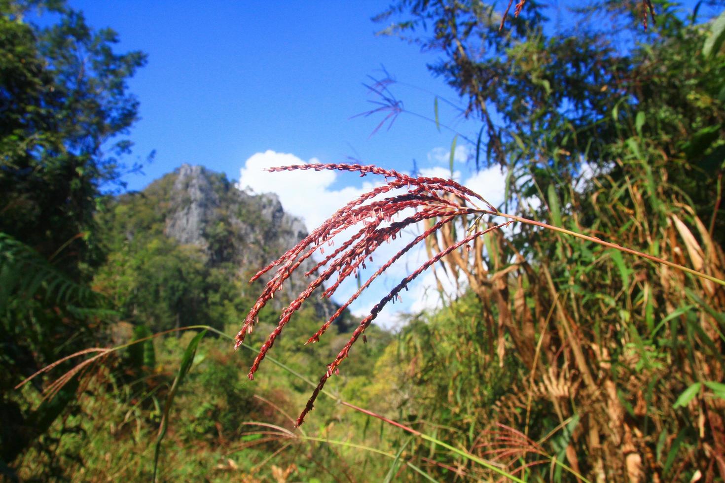 Green forest and jungle with blue sky on Mountain. photo