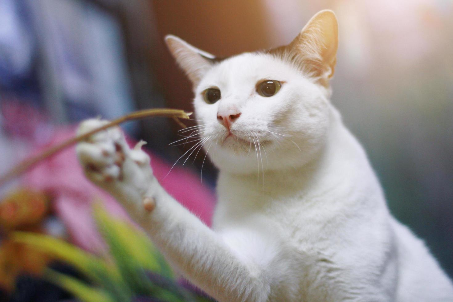 blanco gato jugando y disfrutar en madera terraza foto