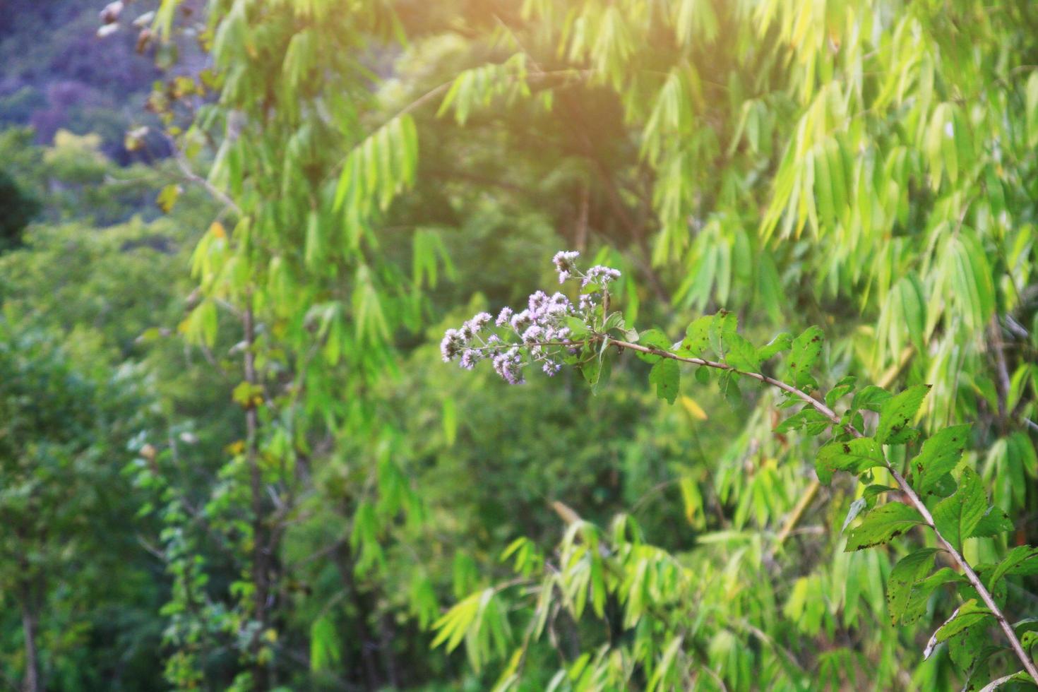 Anaphalis margaritacea Benth.wild flowers in forest with sunlight and blue sky on the mountain. photo