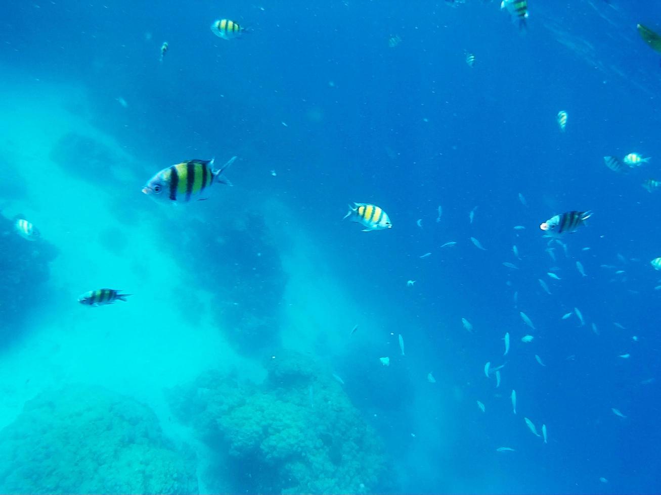 Beautiful Underwater world of Sea, coral reef and fish Diving and snorkeling in the tropical sea in Thailand photo