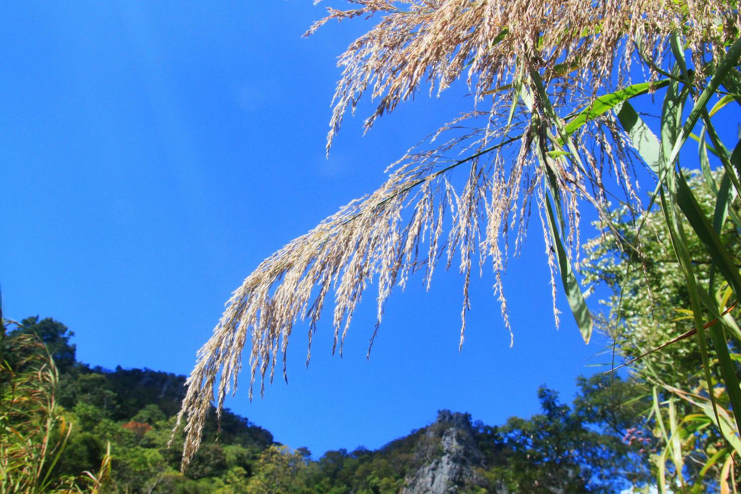 Beautiful wild grass flowers on mountain and blossom with blue sky in forest. photo