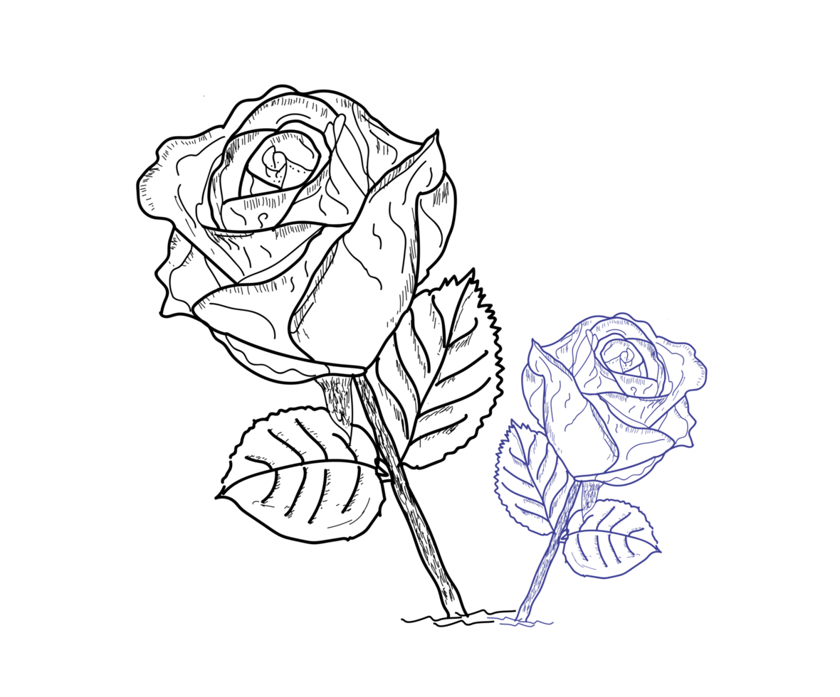 two rose outline png clipart 22584123 PNG